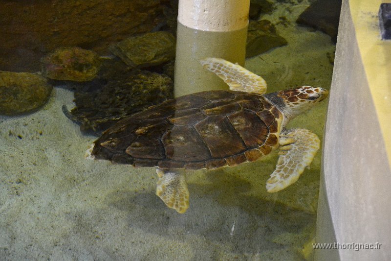 Marineland aout 2014 106.JPG - Marineland - Parc d'attractions aquatiques - Antibes - Août 2014